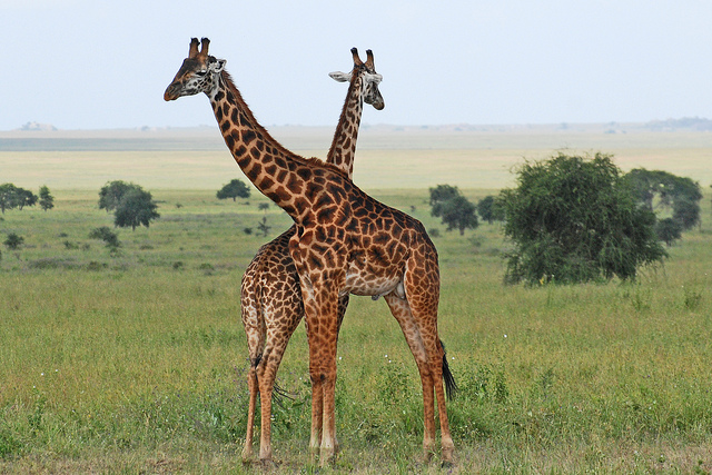 safari Serengeti National Park